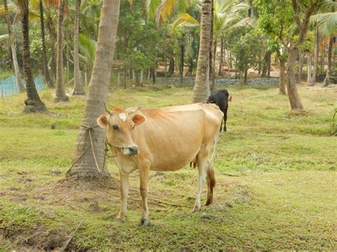 Reliance Foundation Web Repository