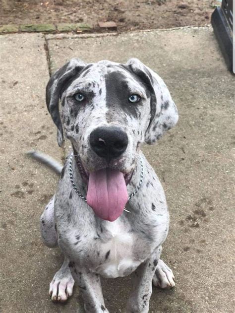 Blue Merle Great Dane Blue Eyes