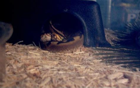 Feeding Live Animals to Python's 的图像结果