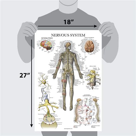 2 Pack - Nervous System & Brain Anatomy Posters - Set of 2 Anatomical ...