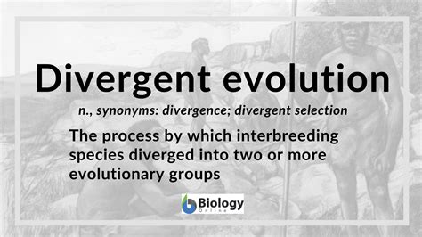 Divergent evolution - Definition and Examples - Biology Online Dictionary