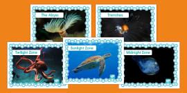 * NEW * KS1 Layers of the Ocean PowerPoint