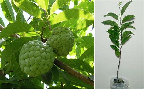 Green view Dwarf Rare Exotic Tropical Fruit Grafted Plant Custard ...
