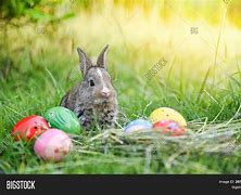 Image result for Easter Bunny Egg Hunt Background