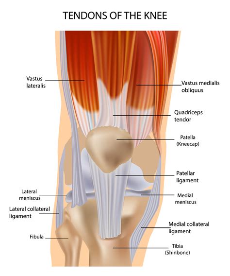 What Tendon Is Behind The Knee? | Essential Anatomy Insights