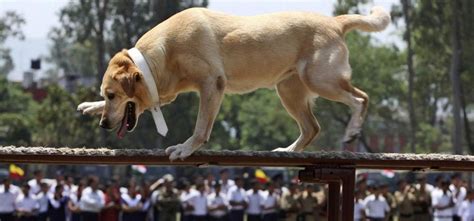 Meerut To Soon Have India's First War Memorial For Animals Because ...