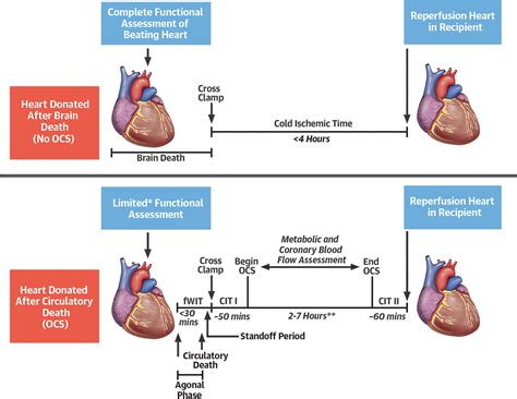 Donation of Hearts After Circulatory Death: A Life Saver∗ | JACC