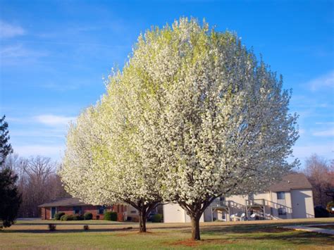Chanticleer Pear Tree