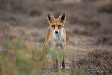 Животный мир степи в Калмыкии.: sova_1304 — LiveJournal