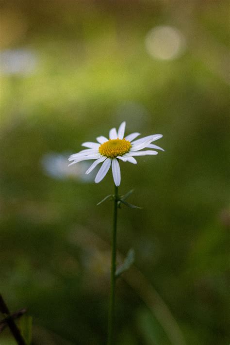 Close+Up+Fantasy Photos, Download The BEST Free Close+Up+Fantasy Stock ...