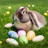 Image result for American Lop