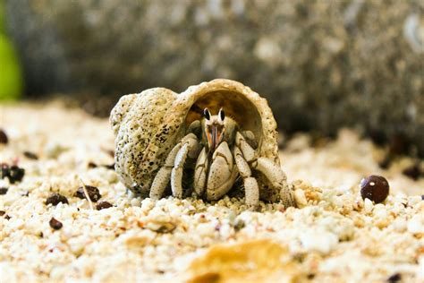 Hermit Crab Habitat