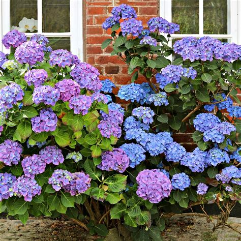 Blue Hydrangea Plants Wholesale - Tennessee Wholesale Nursery