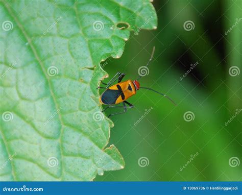 Bug on leaf stock photo. Image of arthropod, pest, tropical - 13069736