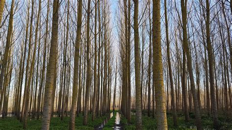 Swamp Biome 的图像结果