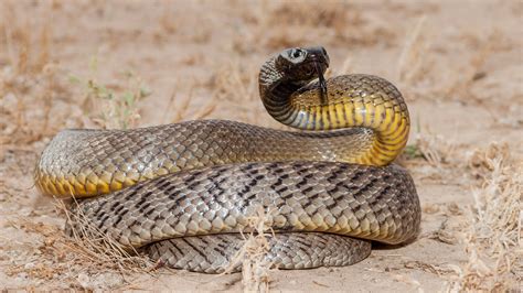Australia's 10 most dangerous snakes