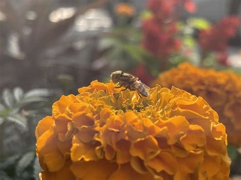 Apple 12 Pro Max Camera 的图像结果