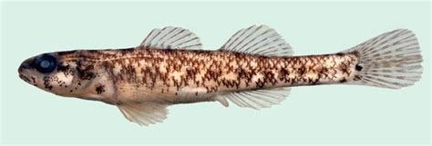 Swamp Fish 的图像结果