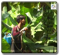 Banana Expert System