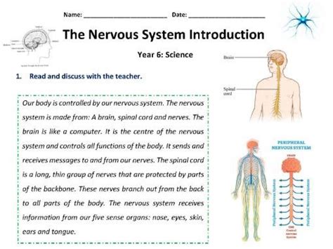 Image result for Nervous System Introduction