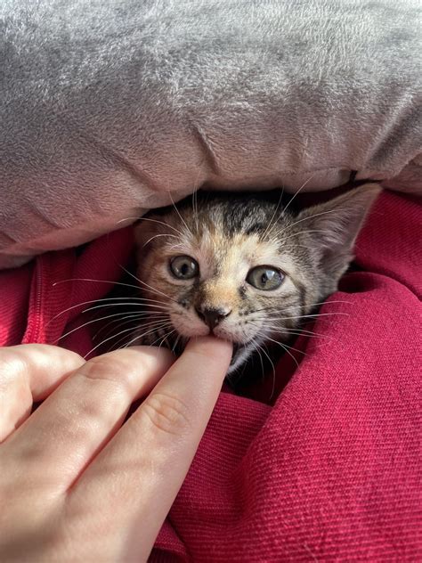 Meet Margo!. She's a 6 week old foster kitten and this was her first ...