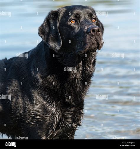 Image result for Adult Labrador