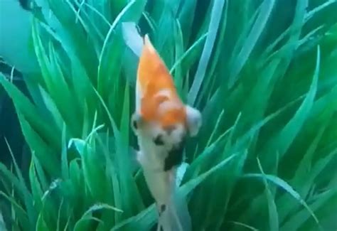 Image result for Popeye Bug