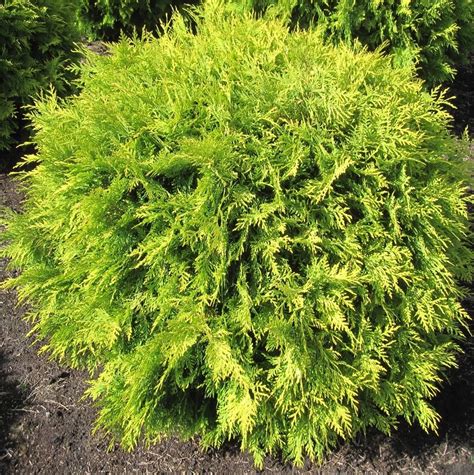 thuja occidentalis 'golden globe' - Tuincentrum Pelckmans