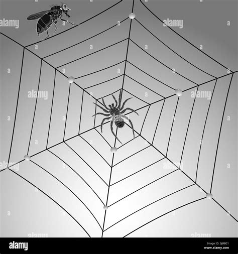Image result for Spider Web Fly
