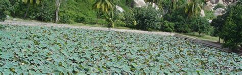 Pampa Sarovar