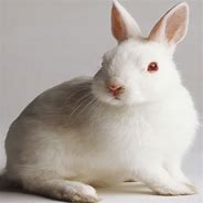 Image result for Rabbit Onesie
