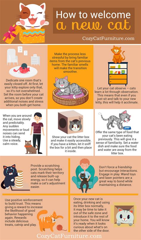 How To Introduce Two Cats