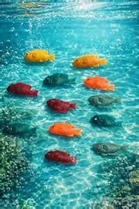 Chuz N Pick Set of 12 Lifelike Soft Rubber Fish Models Perfect for ...