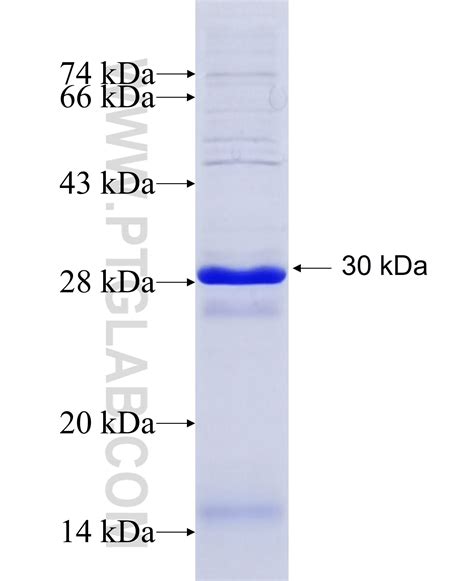 Image result for Azu Protein