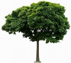 Tree Transparent Background by 2 Rail O Scale Railroading Textures And How To Use Them Ii Tree Transparent Background