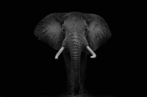 6 Indian Wildlife Photographers Share Their Favourite Images & What It ...