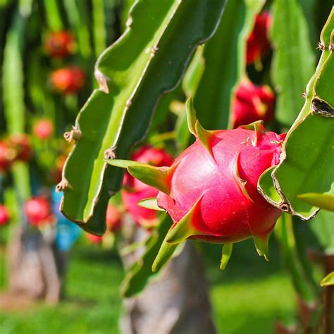 Dragon Fruit - Fruit Plants & Tree | Exotic Flora