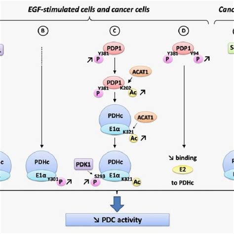 Image result for Genetic Inheritance of Pyruvate Dehydrogenase Complex
