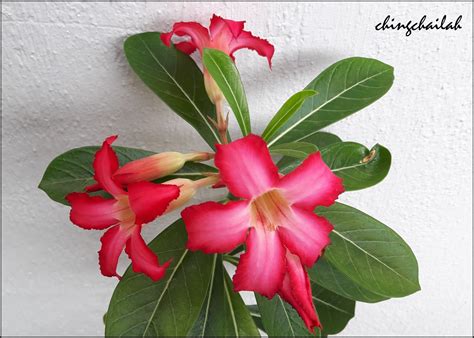 Simple Living In Nancy: Growing Desert Rose Or Adenium Obesum In My Garden.