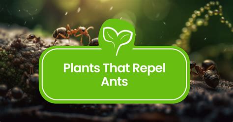 Plants That Repel Ants: Easy, Natural Ways to Keep Them Away - Plantilio