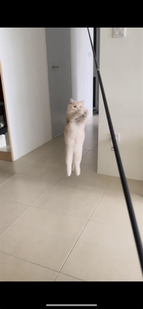 Playtime today, rate my jump shots? : r/britishshorthair