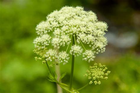 Poison Hemlock Rash