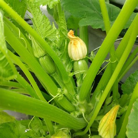 Zucchini Zuboda Seeds | Traditional Early Garden Variety