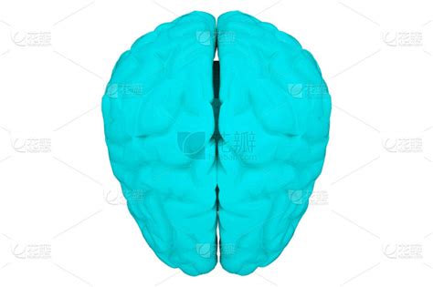 人脑 的图像结果