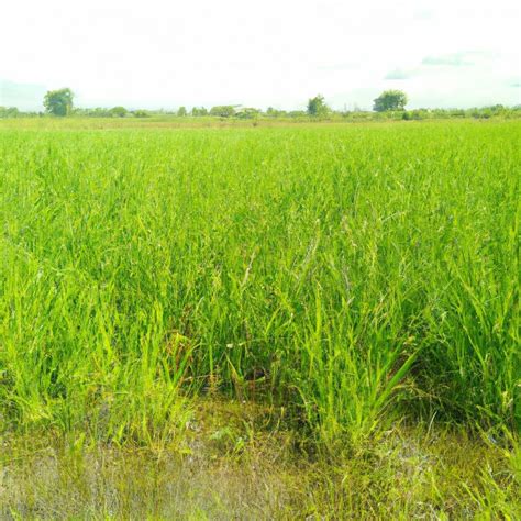 Commercial Agriculture AP Human Geography: Understanding Its Impact and ...