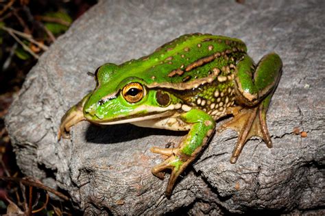 Southern Bell Frog - NZFrogs