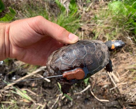 Turtle Survival Alliance and the Holy Grail - Turtle Survival Alliance