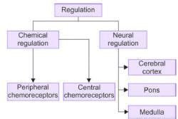 Regulation of Respiration and Applied Physiology Chapter Notes ...