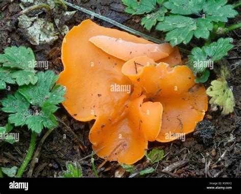Orange Peel Fungus - Aleuria aurantia Among Buttercup Leaves Stock ...