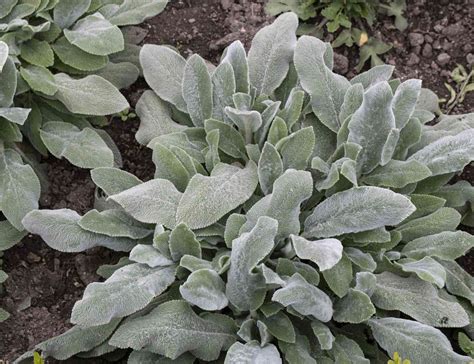 Deer Resistant Ground Cover Zone 9 at Andre Mccann blog